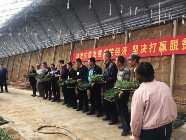 脱贫攻坚“她”力量——大棚“四季青”,种出致富路
