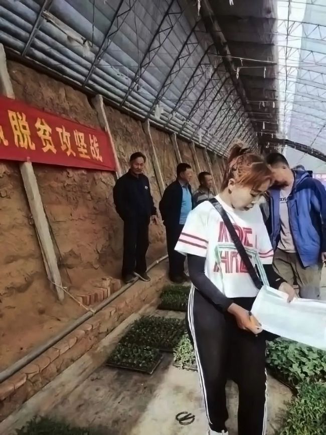 脱贫攻坚“她”力量——大棚“四季青”,种出致富路