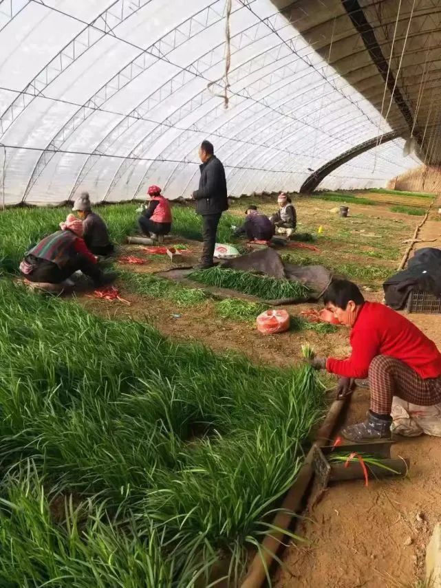 脱贫攻坚“她”力量——大棚“四季青”,种出致富路